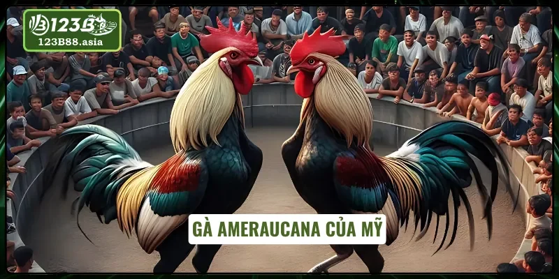Đá gà cựa sắt với gà Ameraucana