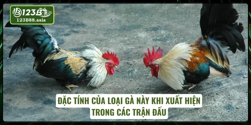 Gà Điều tung đòn quyết liệt trên sới