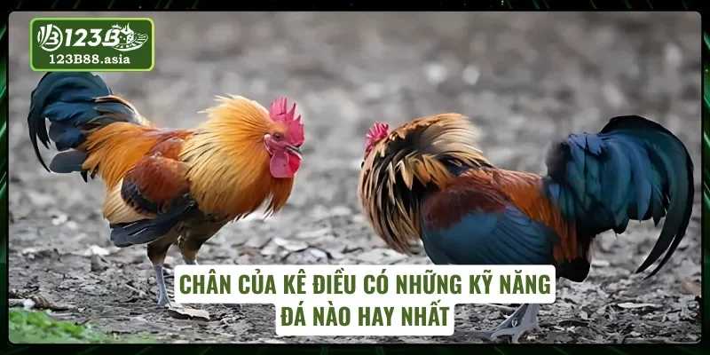 Kỹ năng chân độc lạ của các dòng gà Điều