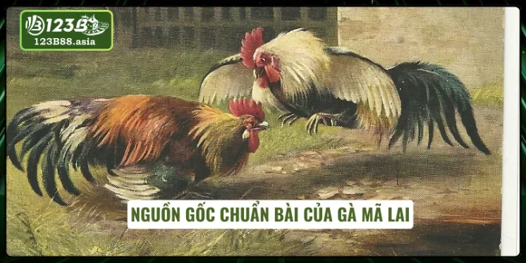 Nét độc đáo của gà Mã Lai cần làm rõ