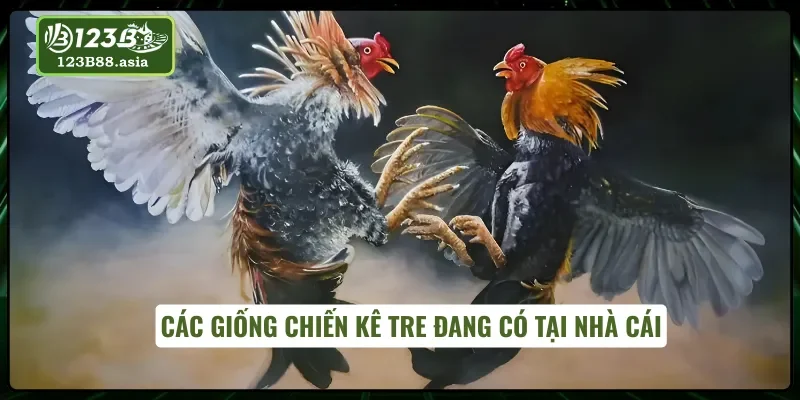 03 giống gà tre đang có mặt tại nhà cái 123B